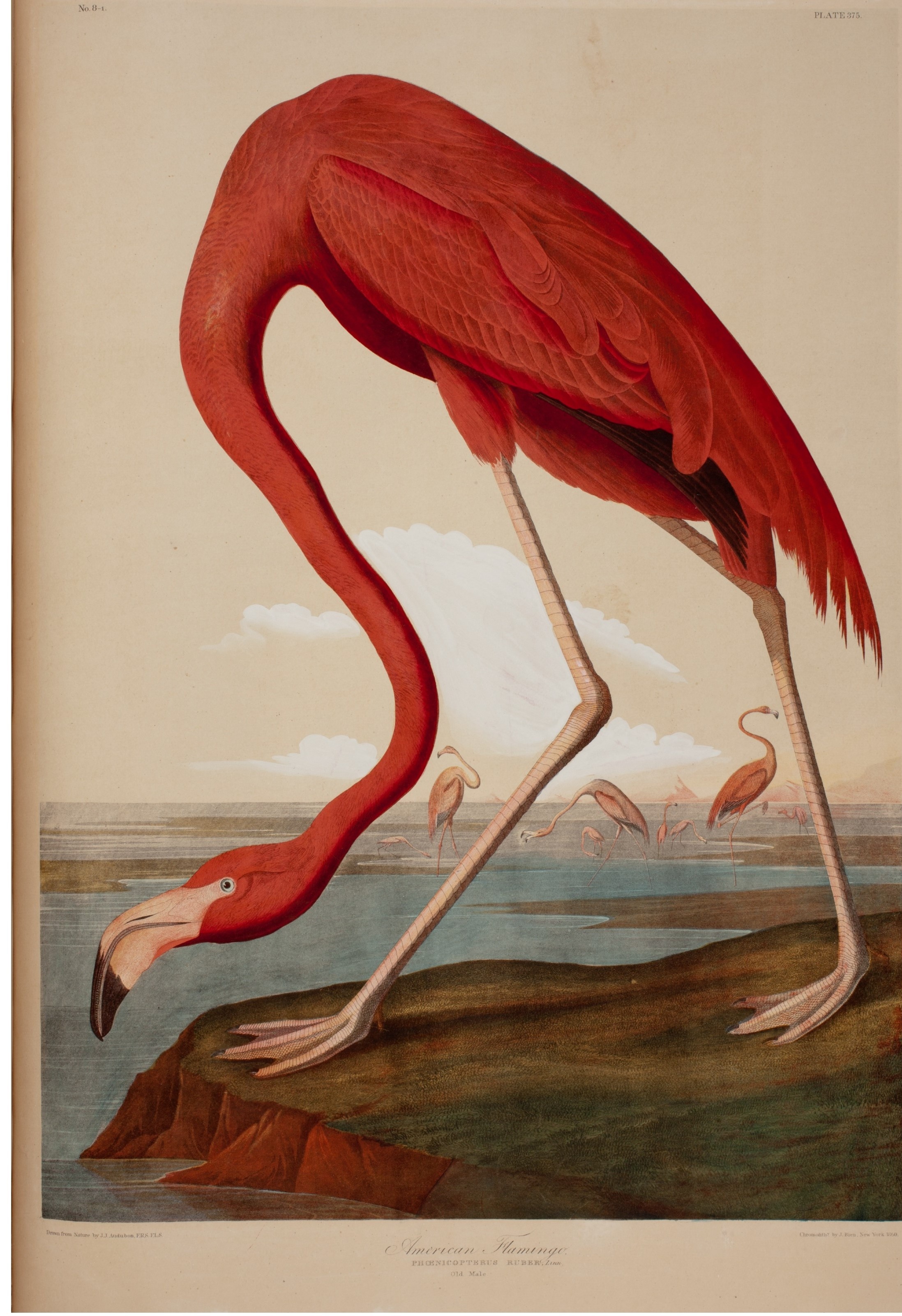 Nhung loai chim nuoc My anh 3