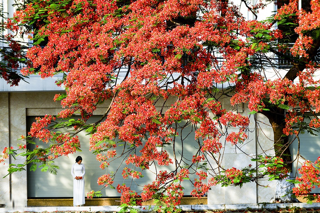 Tho: Ta thuong nguoi nhu phuong ruc thang 5 hinh anh