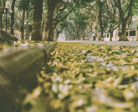 Ha Noi moc sau so khong hinh anh