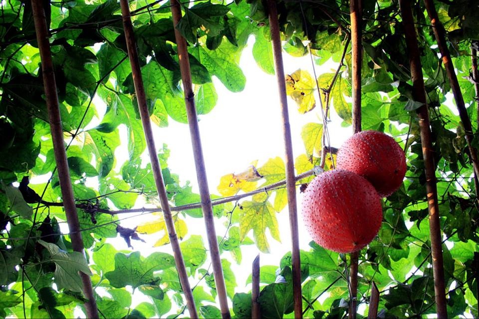 Duoi gian gac cua cha hinh anh