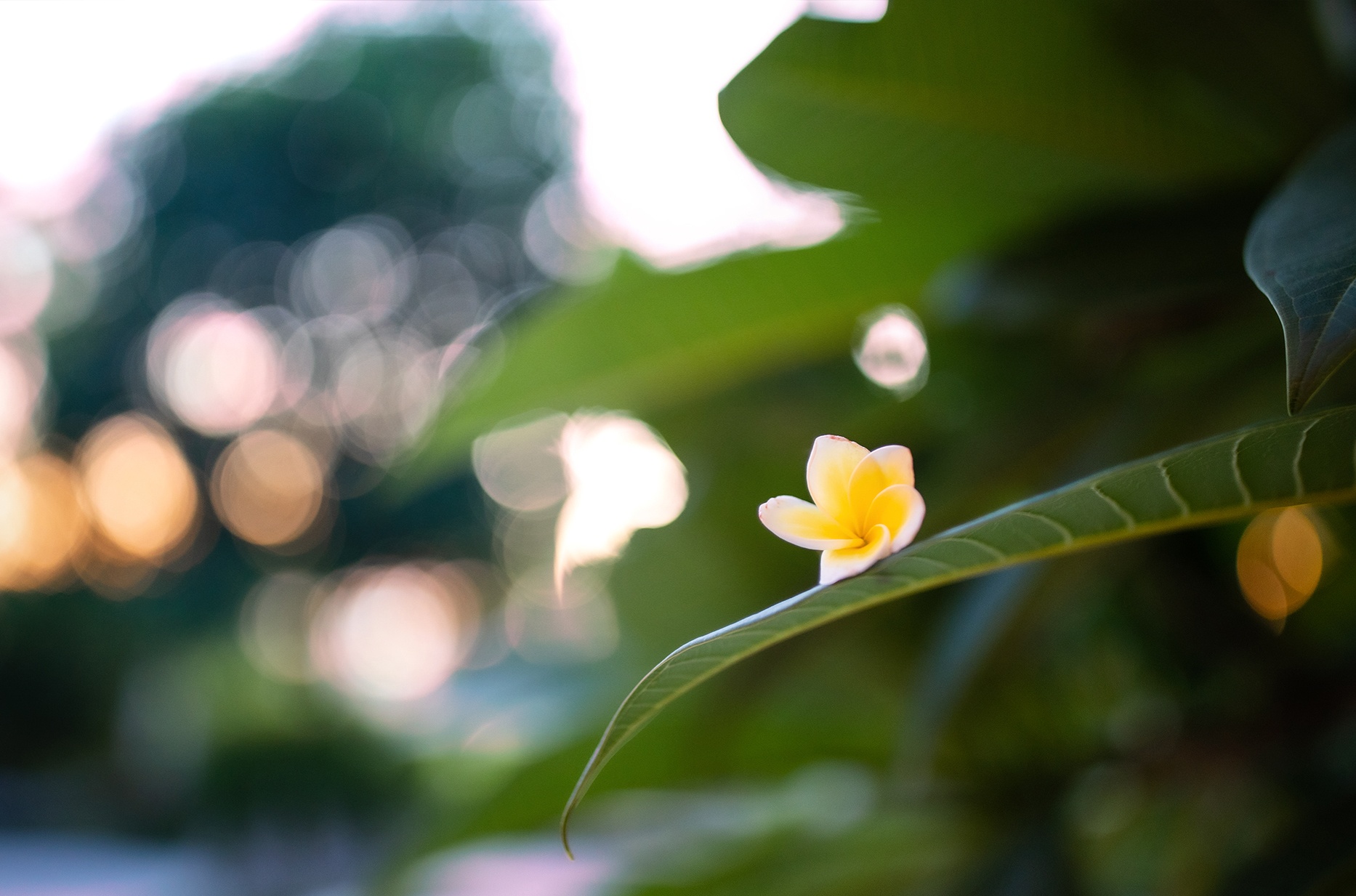 Nhat binh yen trong khu vuon nam thang hinh anh