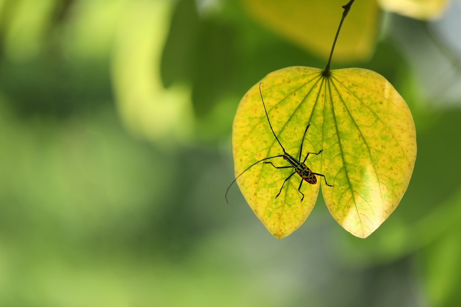 'Bai mua thu dau tien' hinh anh