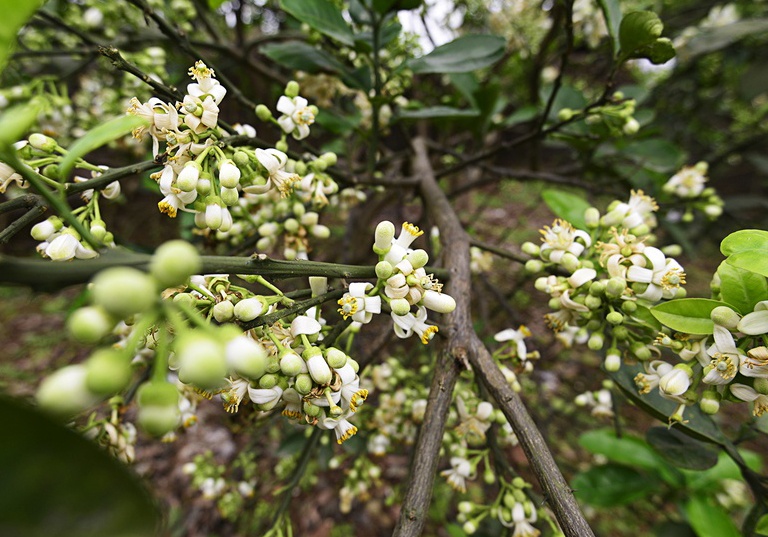 Nho huong vuon cu hinh anh