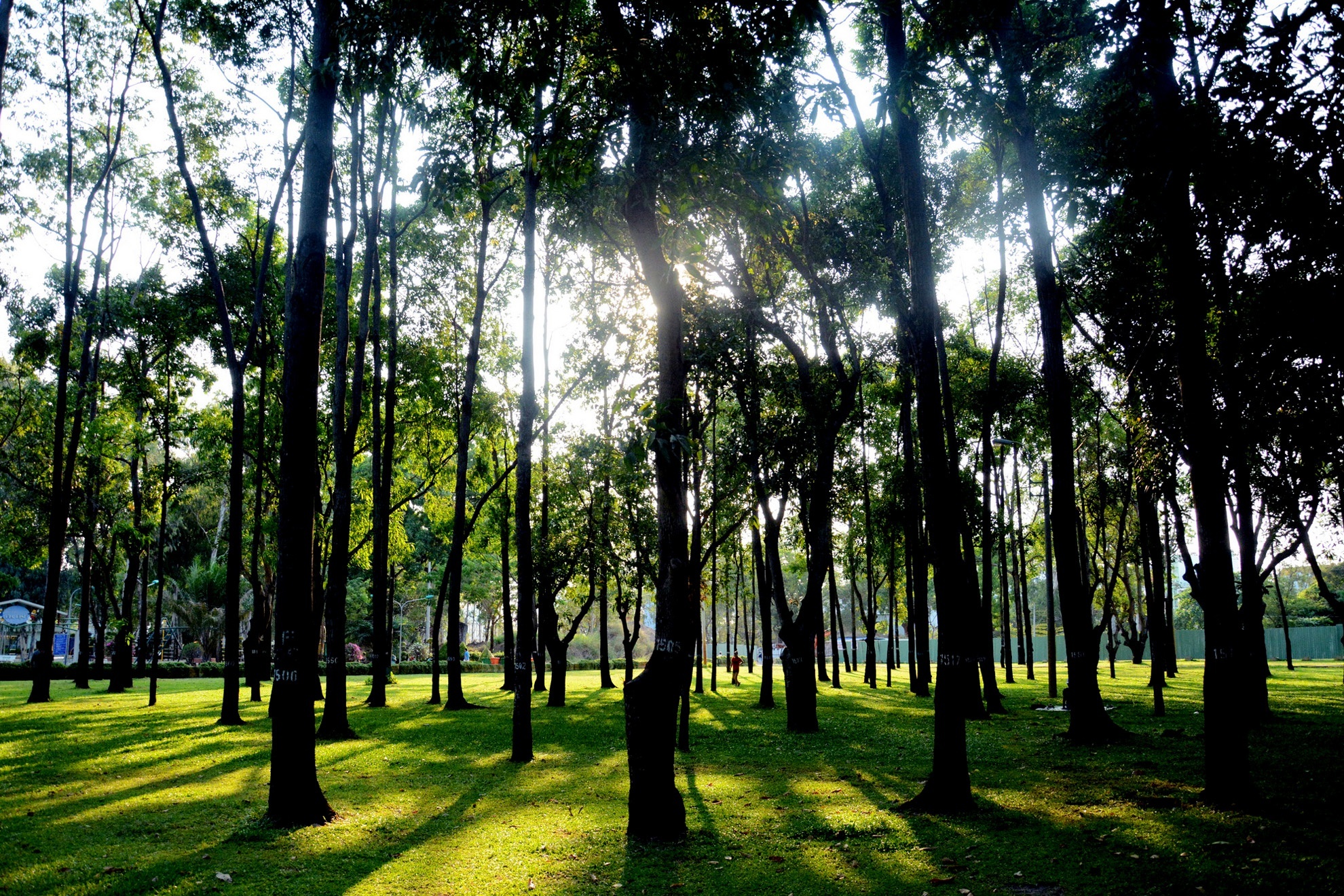 O giua cay va nen troi hinh anh