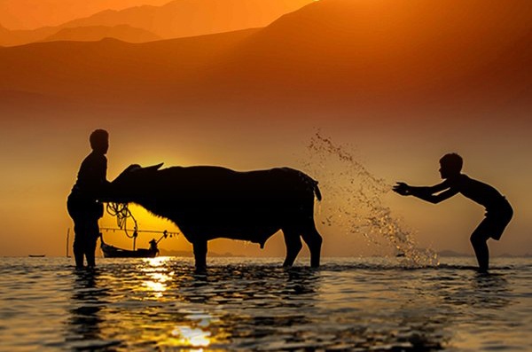 Hinh anh con trau trong tac pham cua 3 nha van hinh anh