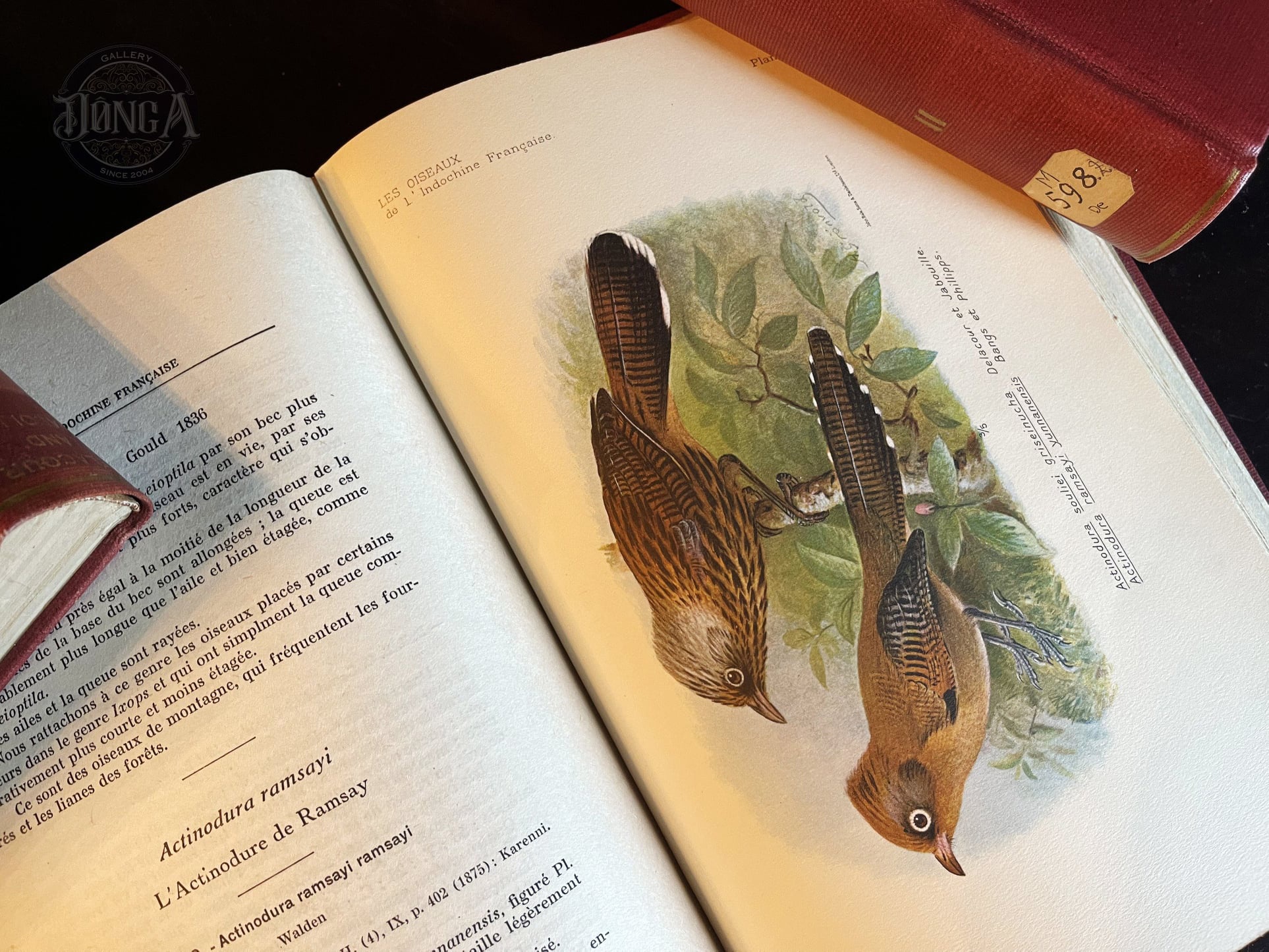 Sach 'Cac loai chim o xu Dong Duong' ban gia 110 trieu dong hinh anh