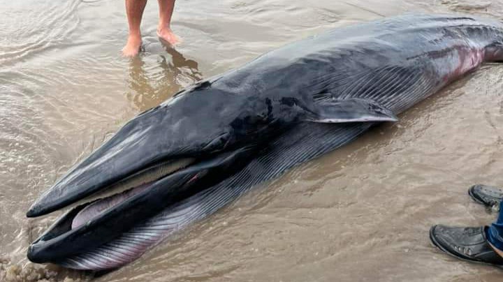 Ca Ong khoang 300 kg dat vao bo bien o mien Tay hinh anh