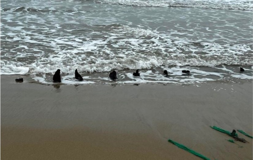 Xac tau 'lo thien' o bo bien Quang Nam: Co the la ghe bau bi chim hinh anh