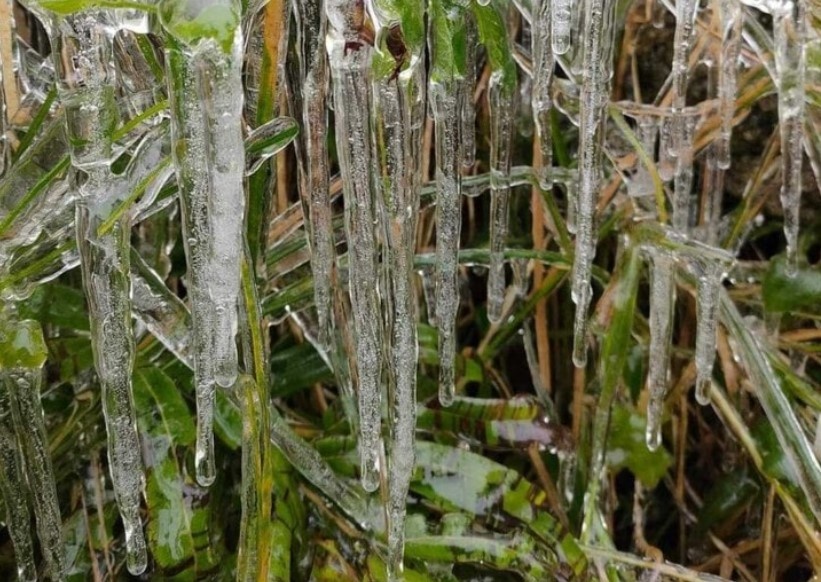 Cay coi dong bang o xa bien gioi Ha Giang hinh anh