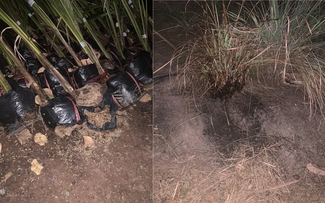 chay lon o Dak Lak anh 4