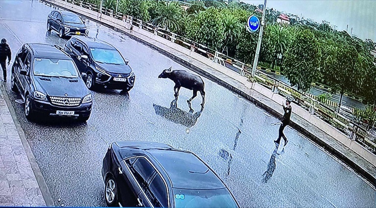 Trau xuat hien o nha ga hanh khach san bay Noi Bai hinh anh