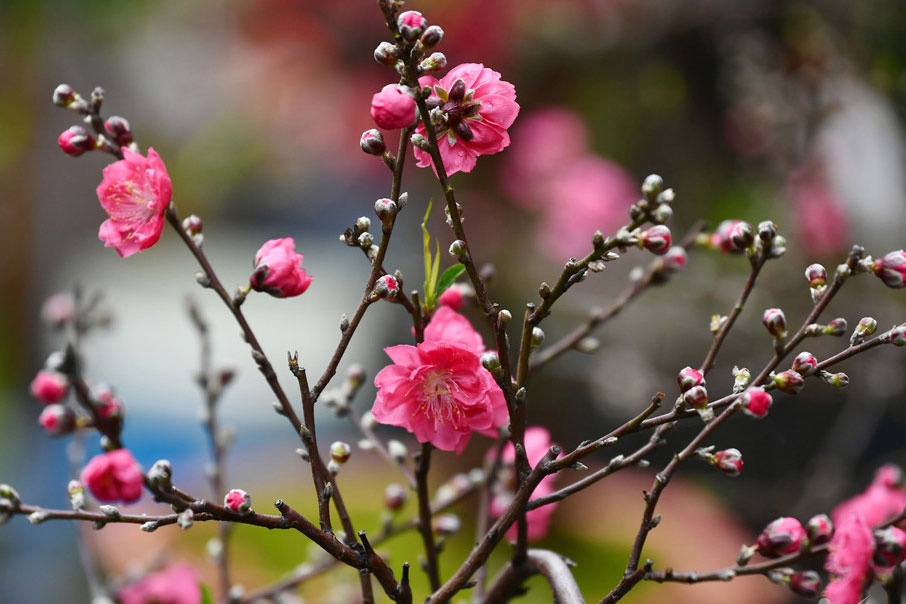 Khong khi lanh manh sap tran ve, mien Bac giam gan 10 do hinh anh