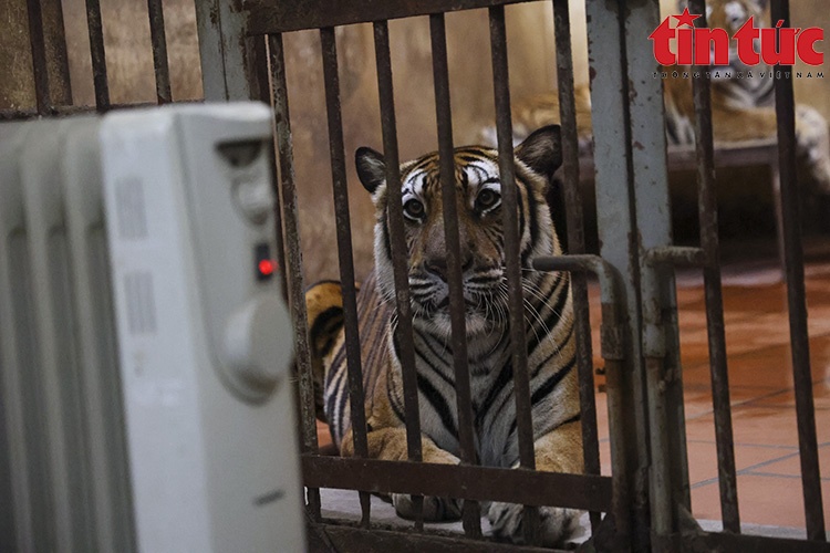 khi gay tro xuong anh 1