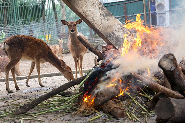 Khong co viec dan thu chiu ret, khi gay tro xuong tai Vuon thu Ha Noi hinh anh