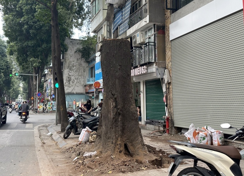 Cay sao den 100 tuoi tren pho Lo Duc bi chat ha hinh anh