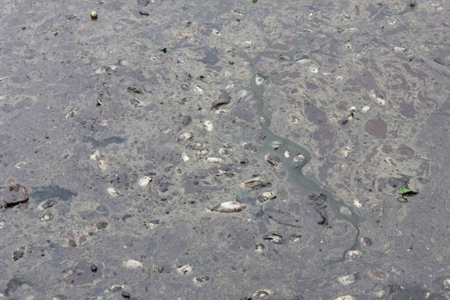 ca chet hang loat anh 2