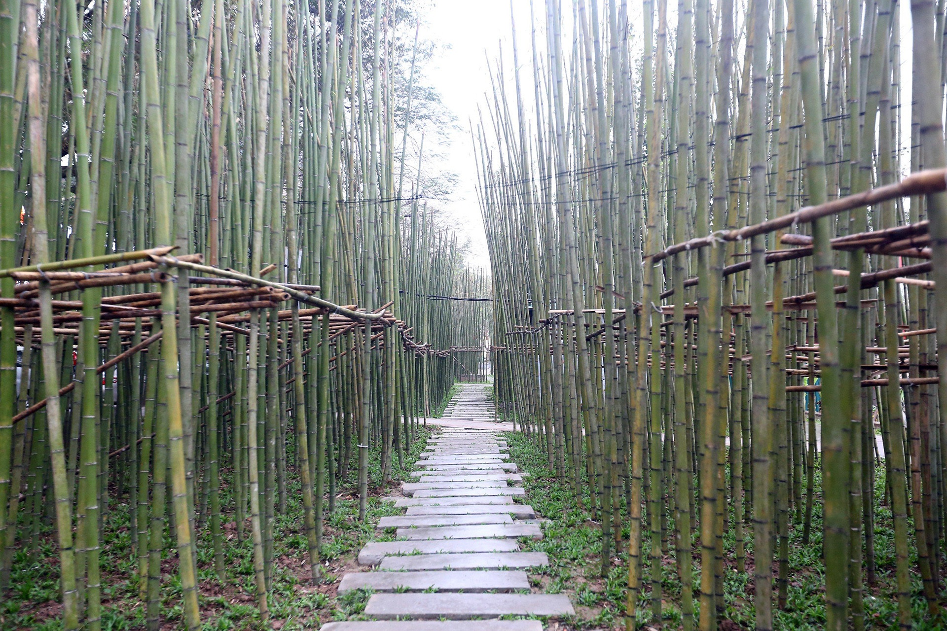 Trong hon 7.500 cay truc, khoi goi net xua ho Truc Bach hinh anh