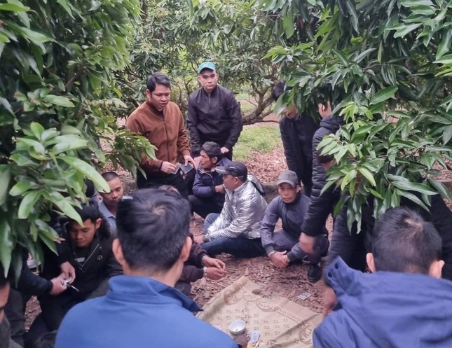 Pha soi bac lon trong vuon vai thieu o Bac Giang hinh anh