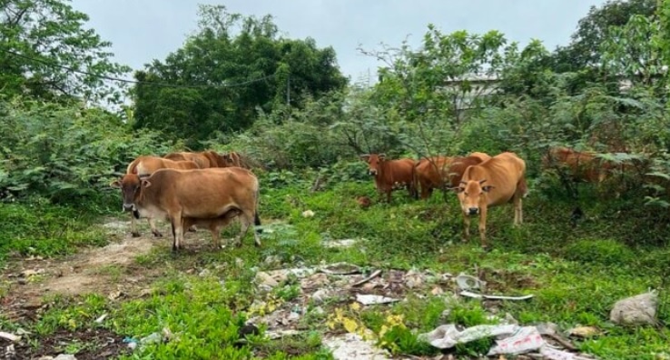 dat trom 12 con bo anh 2