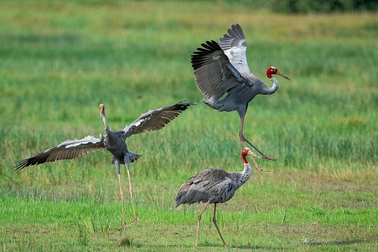 Seu dau do tro ve Tram Chim sau hon hai nam hinh anh