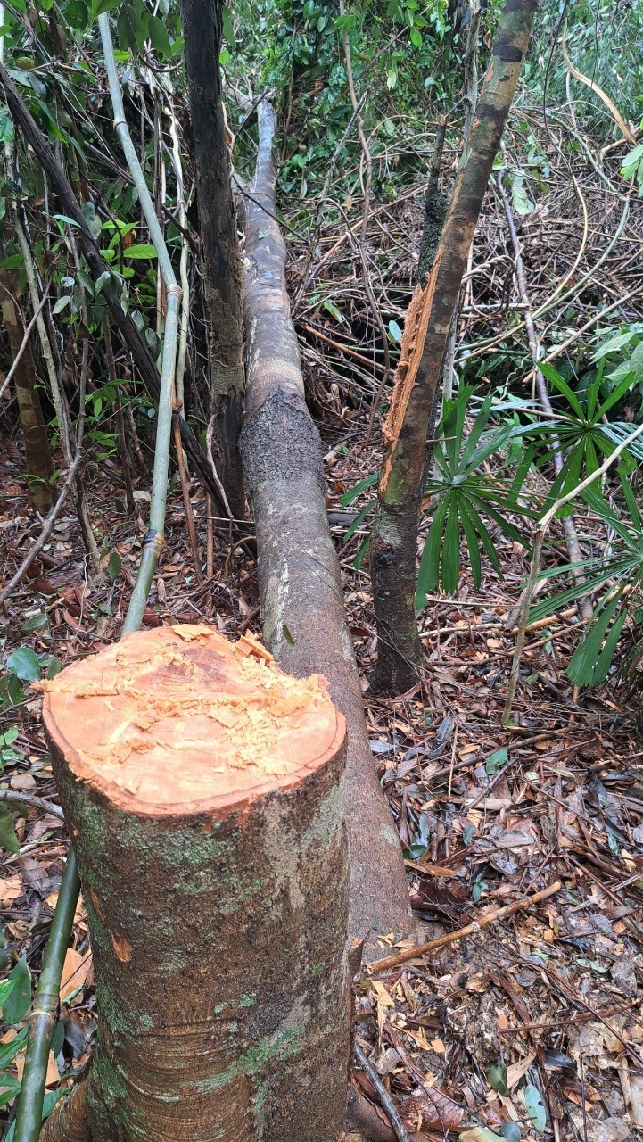 Phá rừng Thủy điện Tr’Hy ảnh 2 Pha rung Thuy dien Tr’Hy anh 2