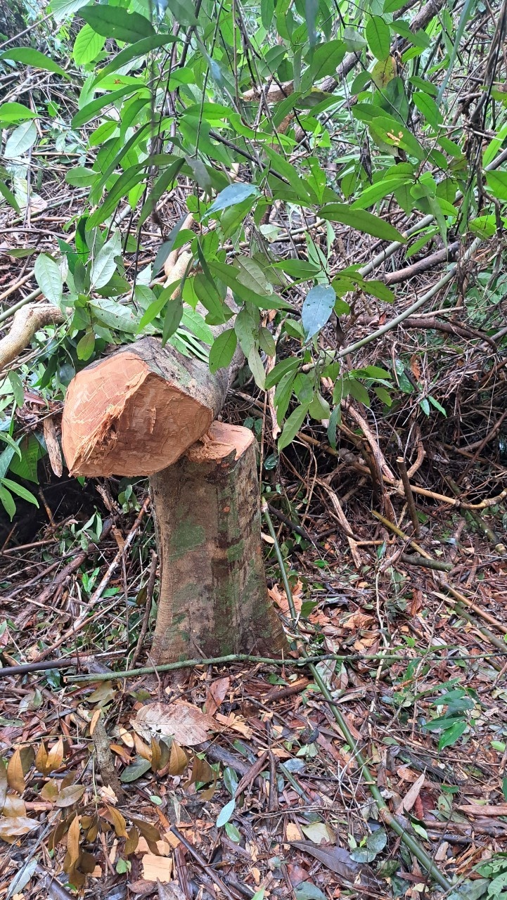 Phá rừng Thủy điện Tr’Hy ảnh 1 Pha rung Thuy dien Tr’Hy anh 1