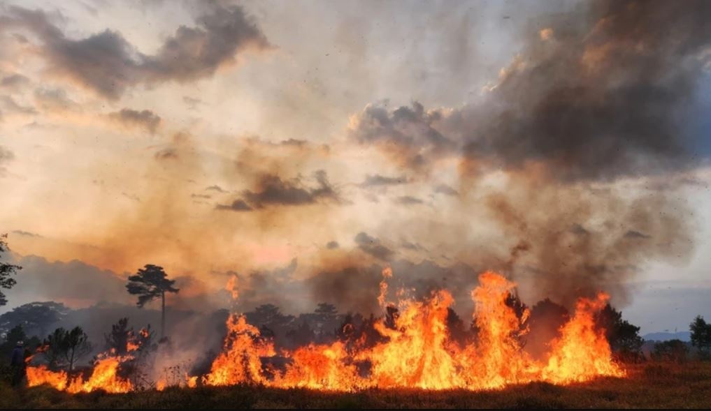 Chay rung o Bao Loc, hang tram cay thong bi thieu rui hinh anh