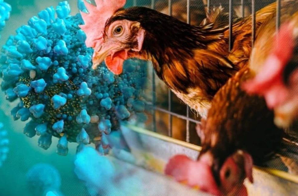 Mot sinh vien o Khanh Hoa nhiem cum gia cam A/H5 chua ro nguon lay hinh anh