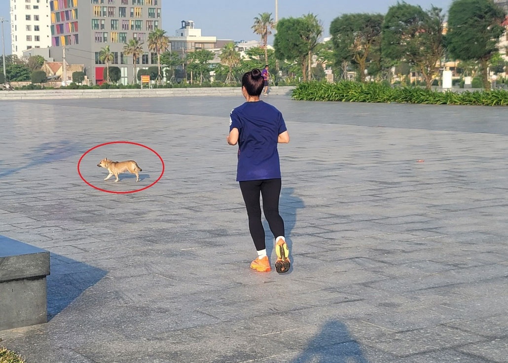 Cho tha rong ruot van dong vien tap luyen tai giai vo dich marathon hinh anh