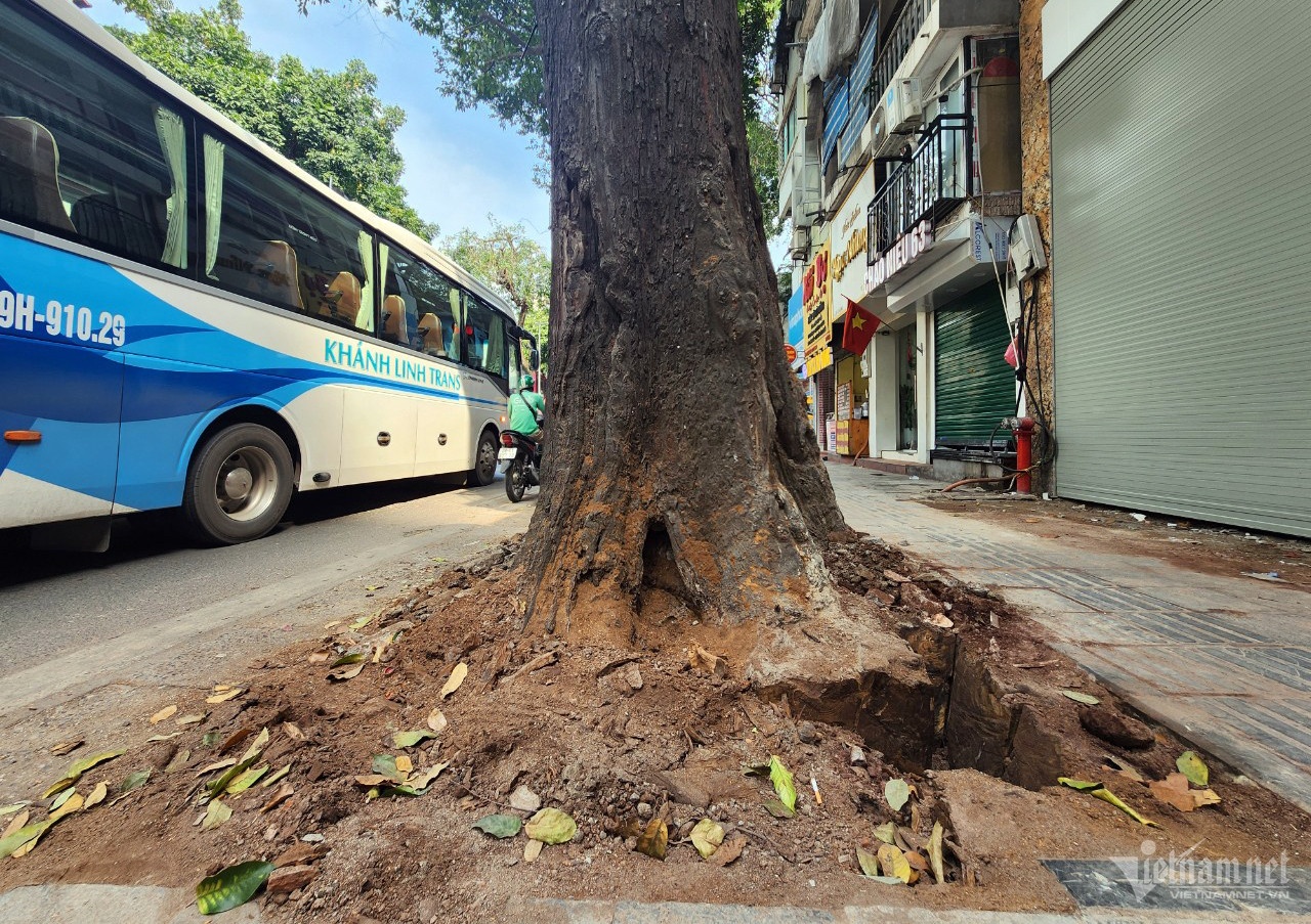 Cay sao den Lo Duc anh 2