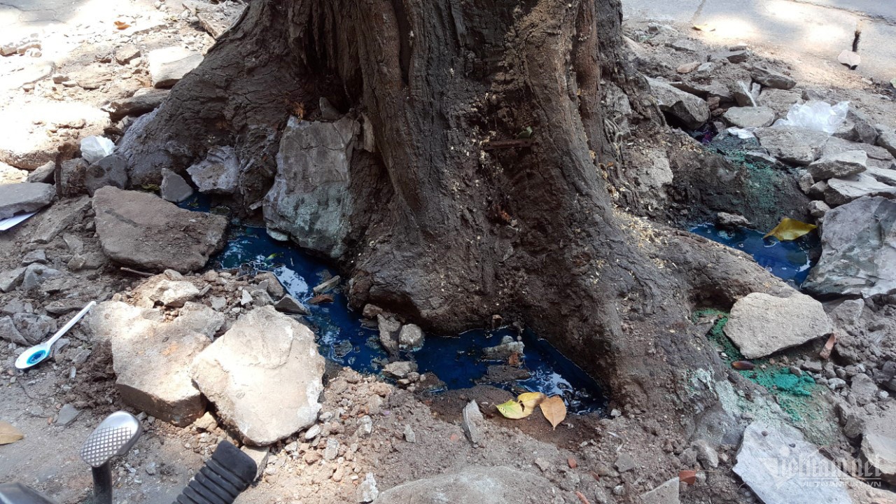 Cay sao den Lo Duc anh 3