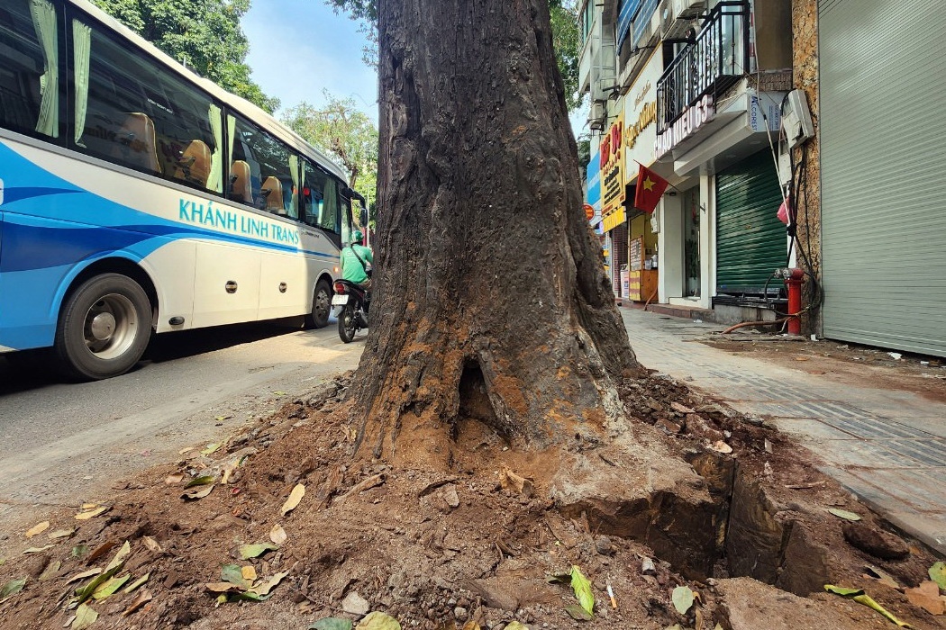 Ba cay sao den tram tuoi o pho Lo Duc deu chet truoc cac nha moi xay hinh anh