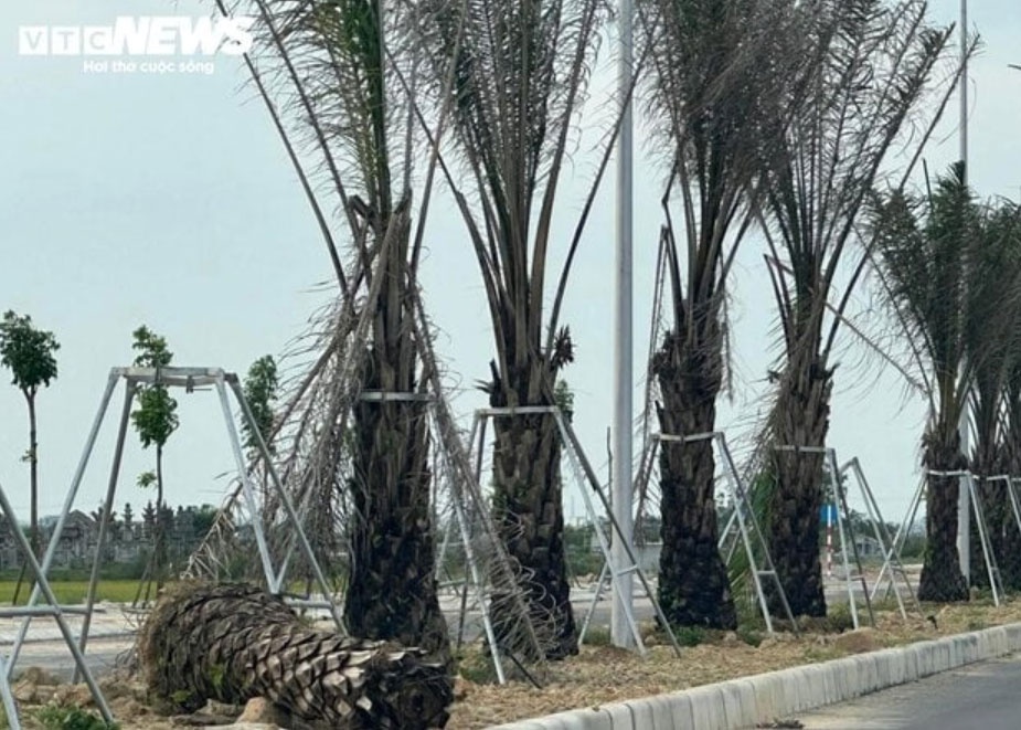 Du an trong cay,  Cong ty Cong Minh anh 1