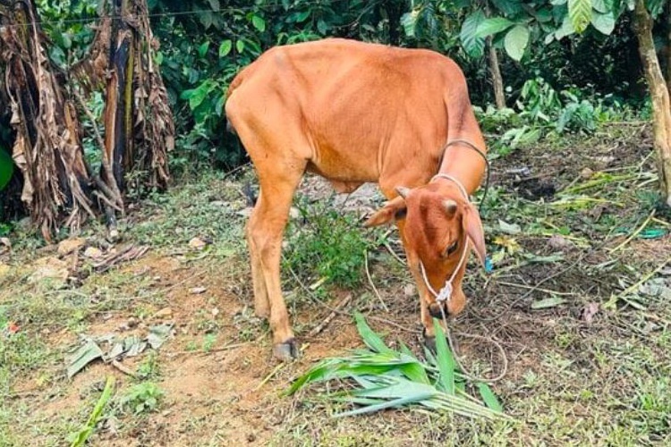 Kiem tra vu bo cap cho dan ngheo Quang Tri gay yeu, chet hinh anh
