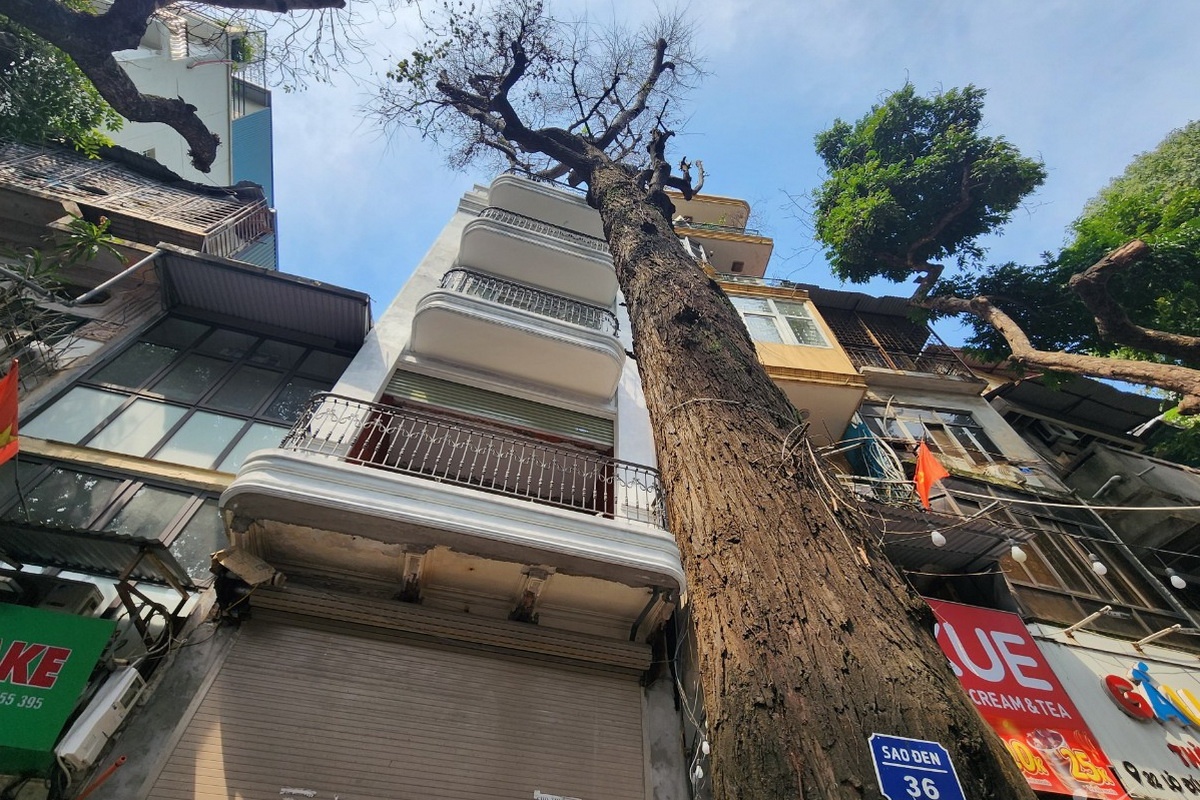 3 cay sao den tram tuoi chet truoc nha moi, su trung hop ngau nhien? hinh anh