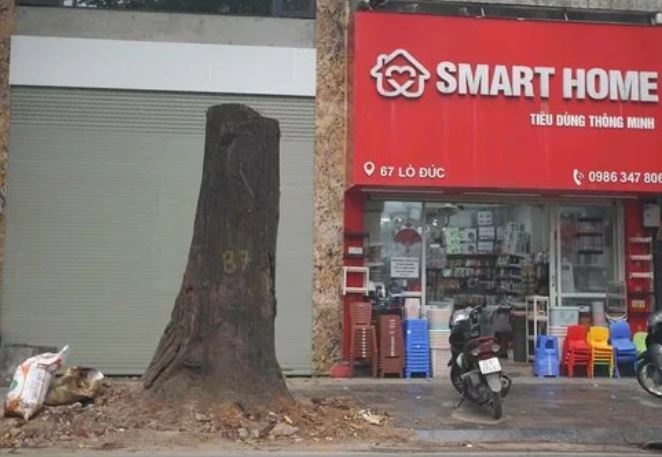 Cay sao den o pho Lo Duc chet truoc khi nguoi dan den o hinh anh