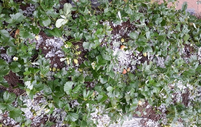 Xuat hien mua da trong con mua trai mua o Da Lat hinh anh