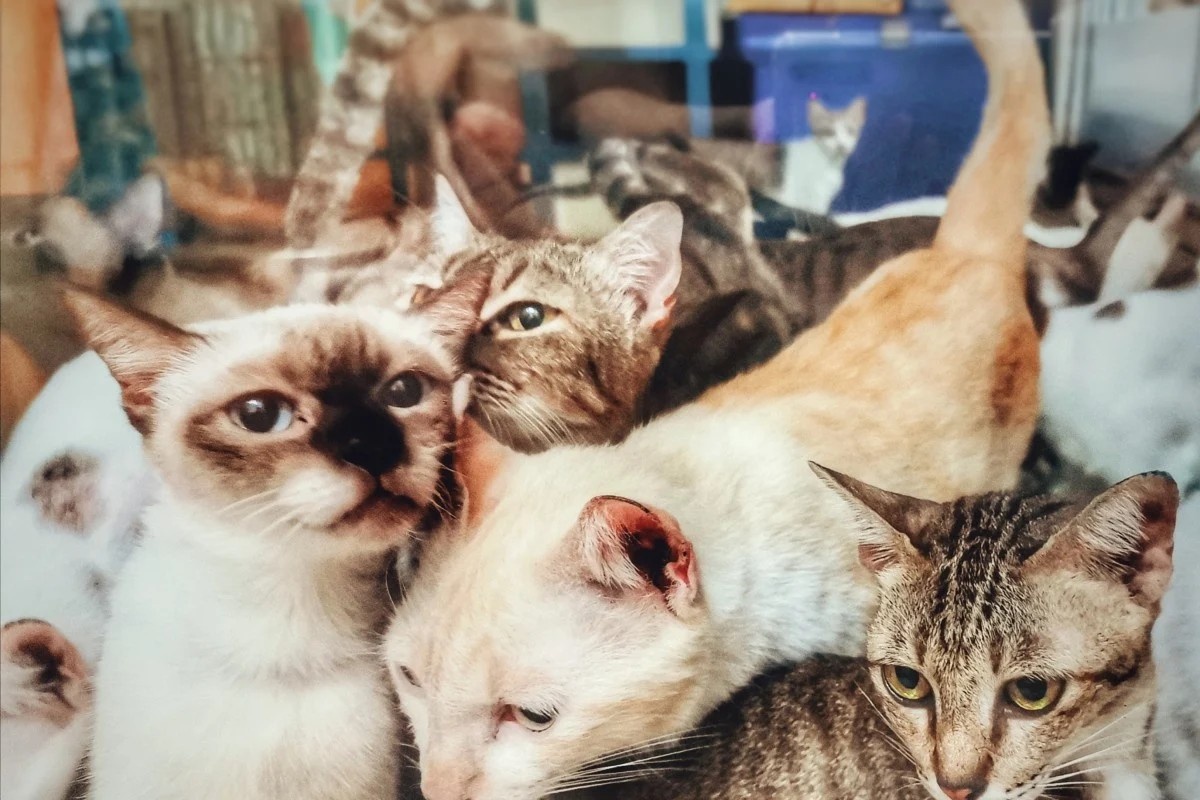 Cap doi nuoi 159 con meo va 7 con cho trong can ho 80 m2 hinh anh