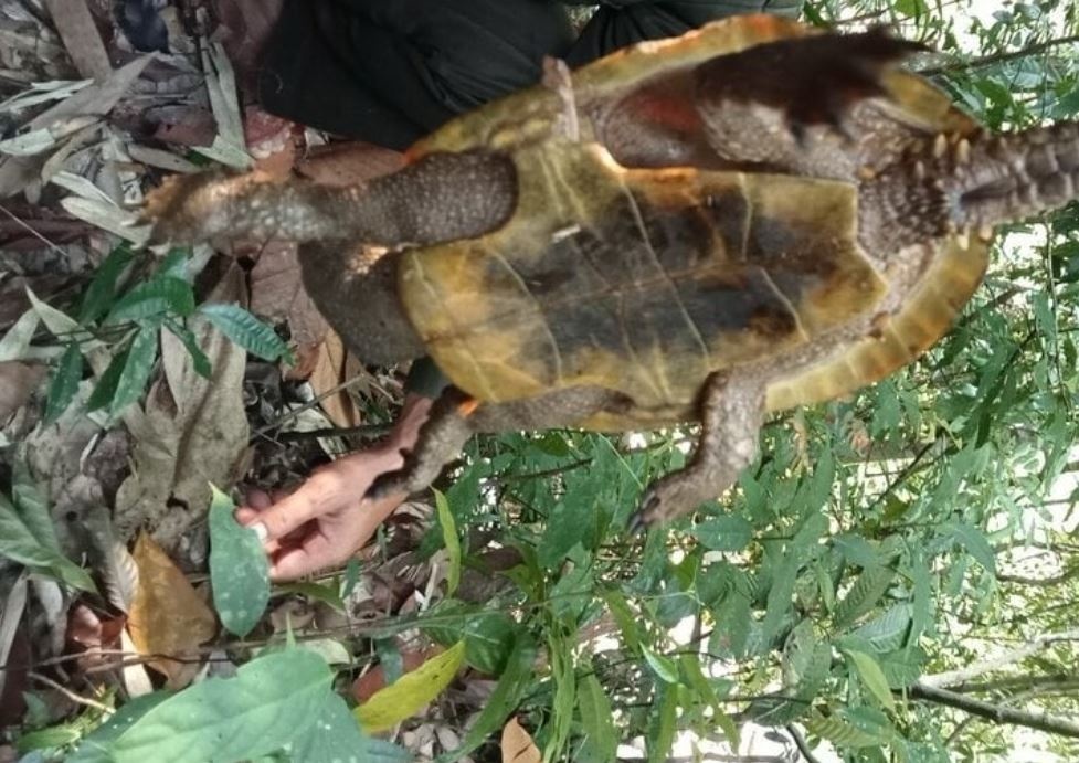 Phat hien rua dau to quy hiem o Quang Nam hinh anh