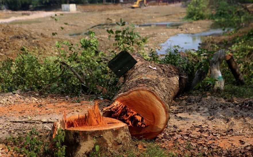 Hang tram cay xanh 30 nam tuoi bi chat lam du an xu ly the nao? hinh anh