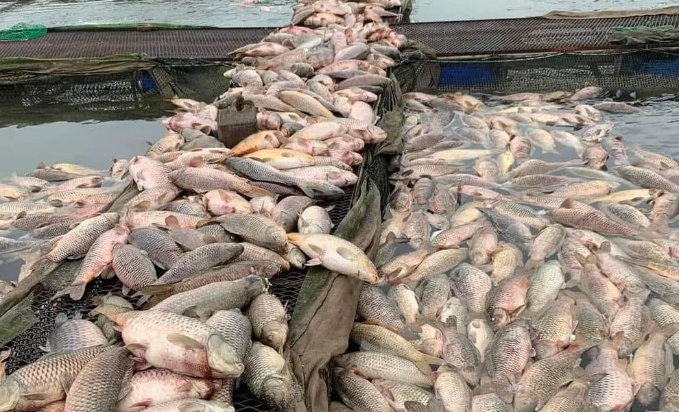Nguyen nhan gan 1.000 tan ca nuoi long o Hai Duong chet hang loat hinh anh