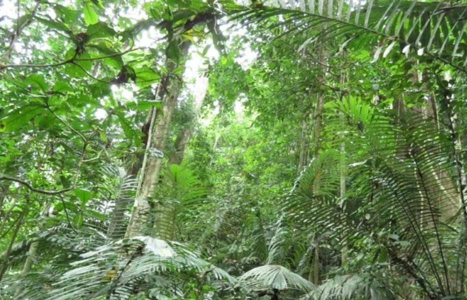 Khong con nguoi vao rung sau tin don trung tram 10 ty dong o Phu Yen hinh anh