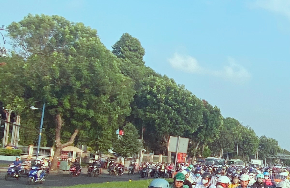 TP.HCM sap di doi, don ha hon 450 cay xanh de lam metro so 2 hinh anh