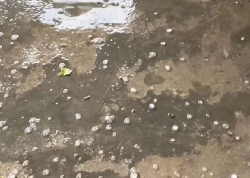 Mua da trut xuong trung tam huyen mien nui o Quang Nam hinh anh