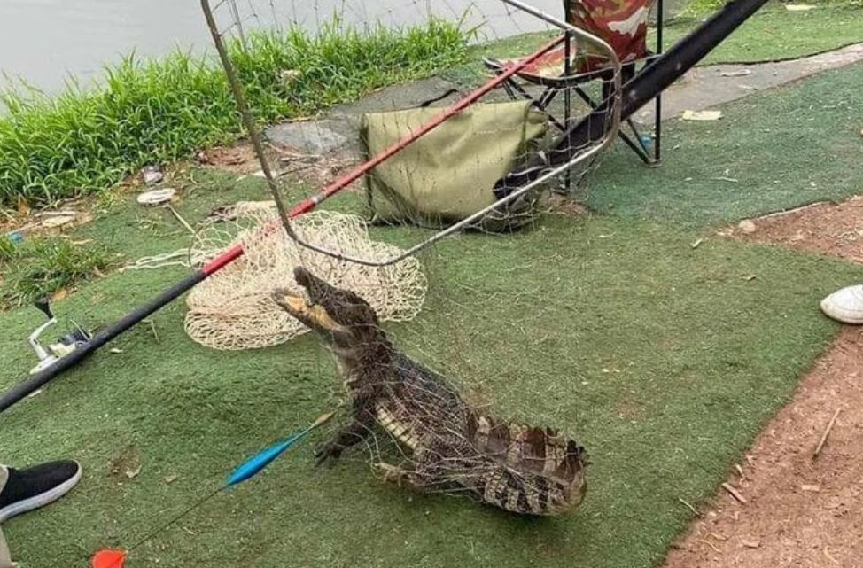 Bat duoc ca sau trong ho cau o Ha Noi hinh anh