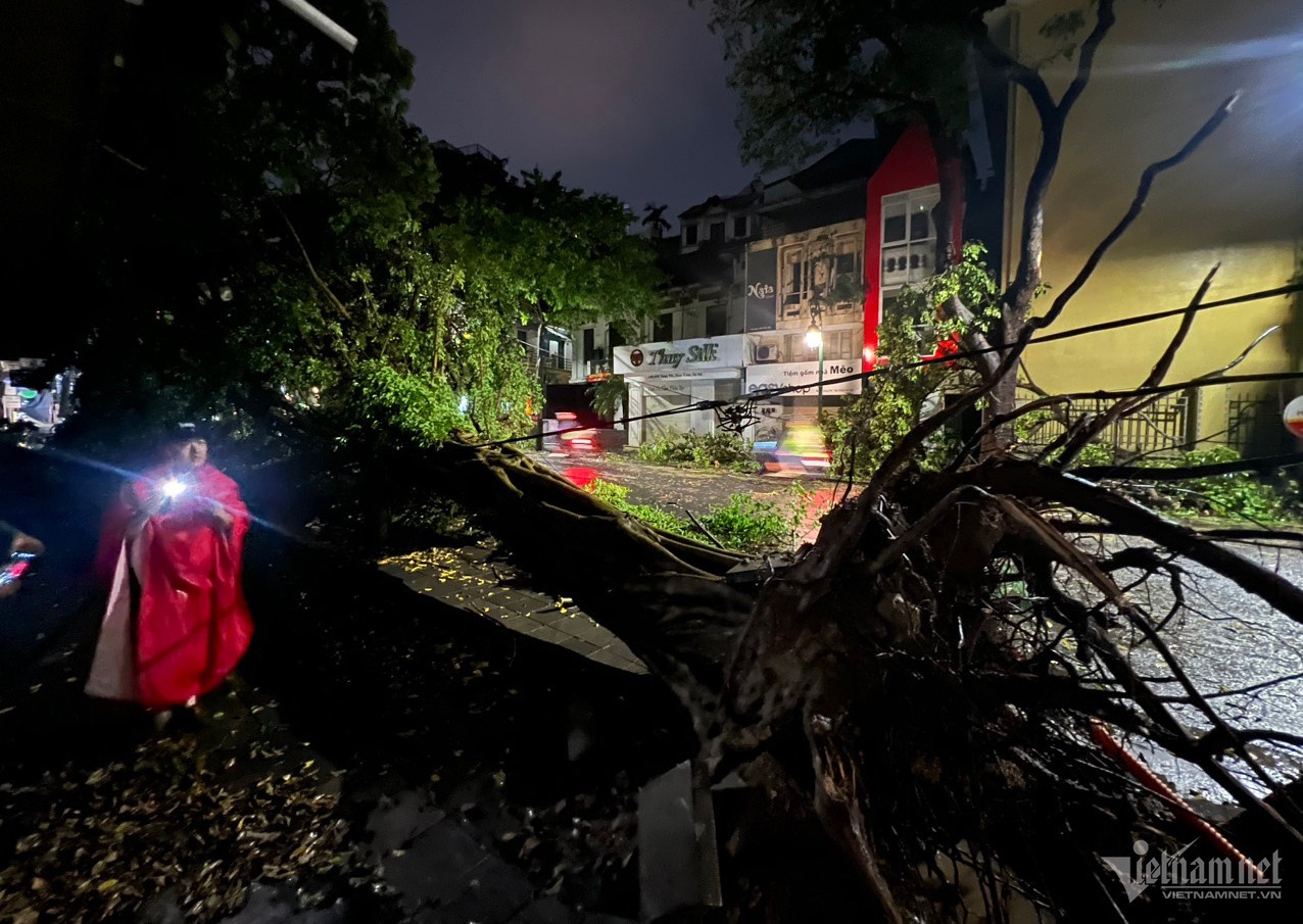 cay do vi mua dong anh 1