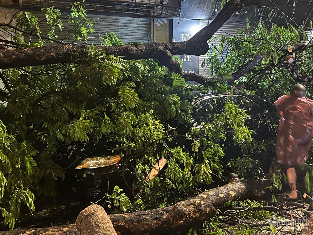 cay do vi mua dong anh 2