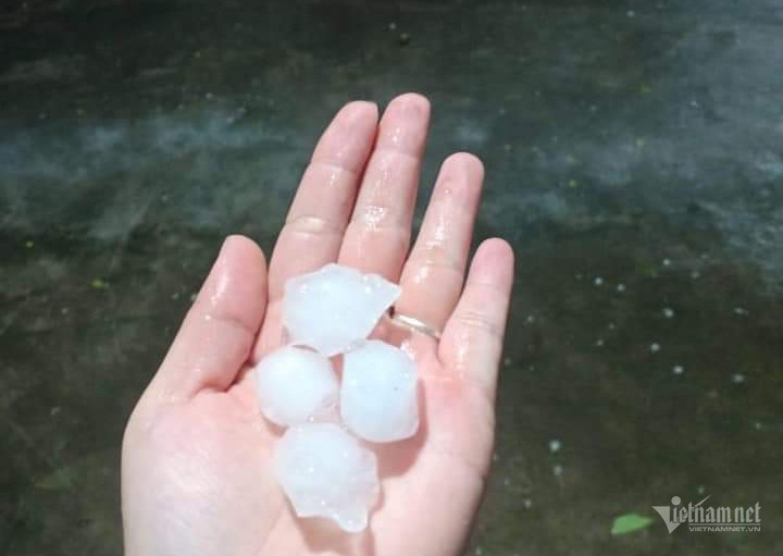 cay do vi mua dong anh 4