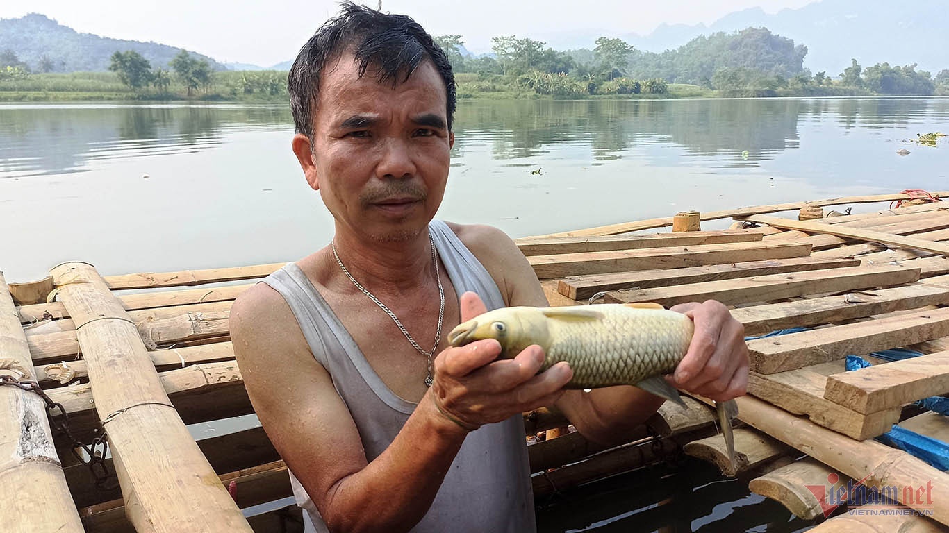 Ca long chet Thanh Hoa anh 1