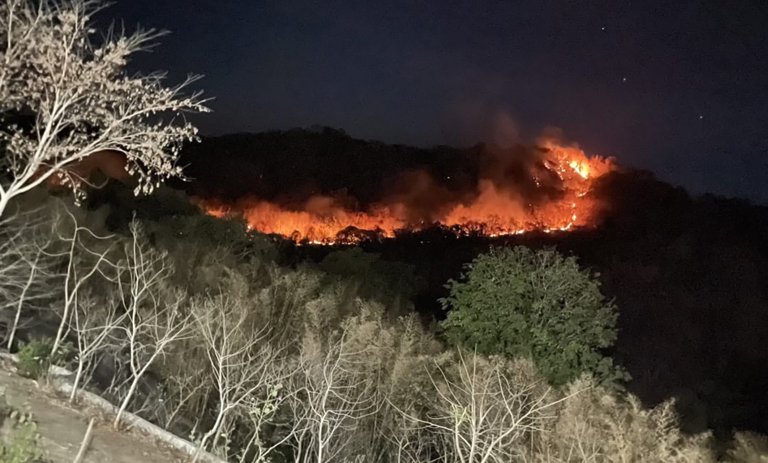 Chay rung o An Giang, co ca tieng no lon hinh anh